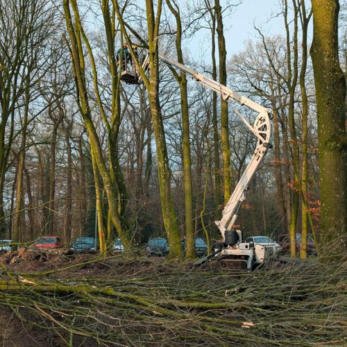 Einige gefällte Bäume liegen am Boden, während ein Arbeiter mit einer Motorsäge an einem stehenden Baum arbeitet und Baumpflegearbeiten betreibt.