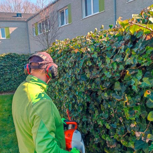 Ein Mitarbeiter in Arbeitskleidung trimmt mit einer motorisierten Heckenschere eine dichte, grüne Hecke.